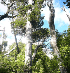 Fitzroya cupressoides Alerce, Patagonian cypress