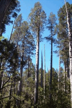 Fitzroya cupressoides Alerce, Patagonian cypress
