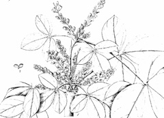 Flemingia macrophylla Enoki-mame