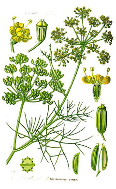 Foeniculum vulgare Fennel, Sweet fennel