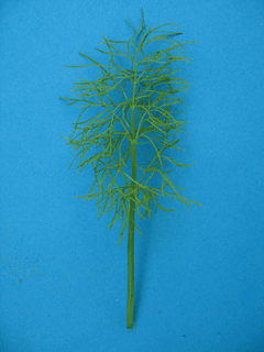 Foeniculum vulgare azoricum Florence Fennel