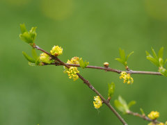 Forestiera pubescens var. pubescens Desert Olive Forestiera pubescens var. pubescens Desert Olive