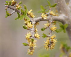 Forestiera pubescens var. pubescens Desert Olive Forestiera pubescens var. pubescens Desert Olive