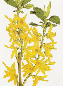 Forsythia viridissima Golden Bells, Greenstem forsythia, Forsythia