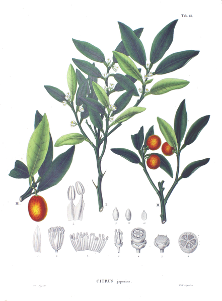 Fortunella japonica Round Kumquat