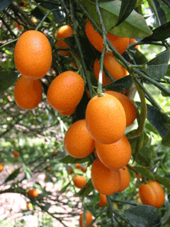 Fortunella margarita Oval Kumquat