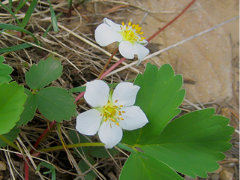 Fragaria virginiana subsp. glauca Grayleaf Strawberry Fragaria virginiana subsp. glauca Grayleaf Strawberry