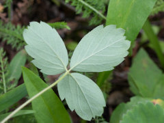 Fragaria virginiana subsp. glauca Grayleaf Strawberry Fragaria virginiana subsp. glauca Grayleaf Strawberry