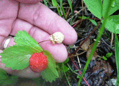 Fragaria iinumae Strawberry