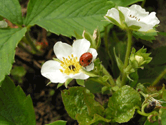Fragaria moschata Hautbois Strawberry