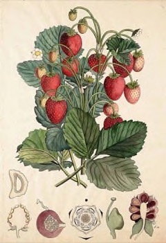 Fragaria californica Californian Strawberry