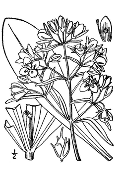 Frasera caroliniensis American Columbo