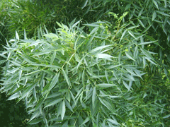 Fraxinus angustifolia Narrow-Leaved Ash
