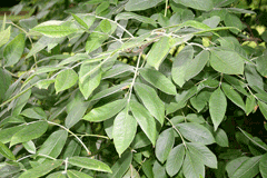 Fraxinus latifolia Oregon Ash
