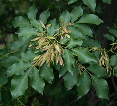Fraxinus ornus Manna Ash, Flowering ash