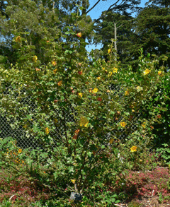Fremontodendron californicum Flannel Flower, California flannelbush, Common Flannel Bush