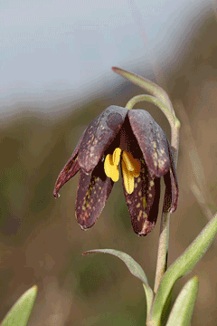Fritillaria affinis Chocolate Lily, Checker lily