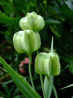 Fritillaria pallidiflora Pale-Flowered Fritillary