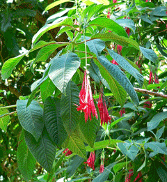 Fuchsia boliviana Bolivian fuchsia