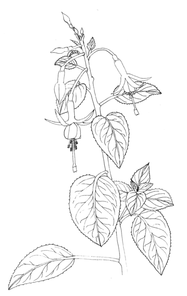 Fuchsia coccinea Scarlet fuchsia