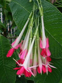 Fuchsia corymbiflora Peruvian Fuschia, Peruvian Berrybush, Vine fuchsia,