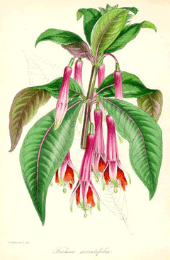 Fuchsia denticulata 