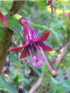 Fuchsia excorticata Konini