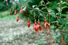 Fuchsia magellanica Fuchsia, Hardy fuchsia