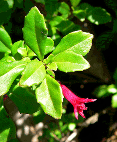 Fuchsia microphylla 