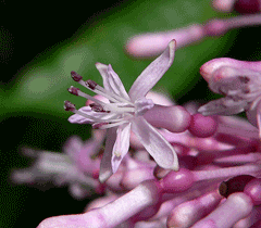 Fuchsia paniculata Shrubby fuchsia