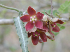 Funastrum crispum Wavyleaf Milkvine Funastrum crispum Wavyleaf Milkvine