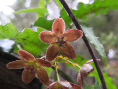 Funastrum crispum Wavyleaf Milkvine Funastrum crispum Wavyleaf Milkvine