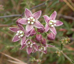 Funastrum cynanchoides Climbing Milkvine Funastrum cynanchoides Climbing Milkvine