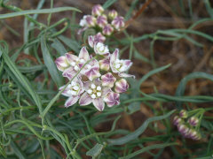 Funastrum cynanchoides Climbing Milkvine Funastrum cynanchoides Climbing Milkvine
