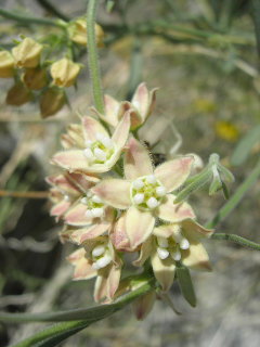 Funastrum hirtellum Hairy Milkvine Funastrum hirtellum Hairy Milkvine