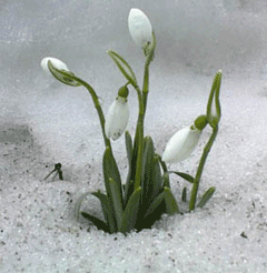 Galanthus Snowdrop, Common Snowdrop