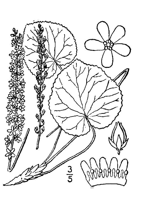 Galax urceolata Beetleweed, Wandflower