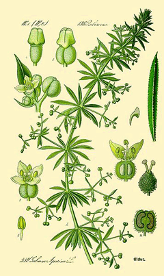 Galium aparine Goosegrass, Coachweed, Catchweed, Stickywilly