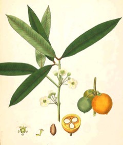 Garcinia xanthochymus Mysore Gamboge. Gamboge, Himalayan garcinia