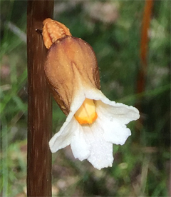 Gastrodia sesamoides Potato Orchid