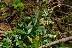 Gaultheria appressa White Waxberry