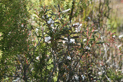Gaultheria hispida Snowberry
