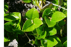 Gaultheria humifusa Alpine Wintergreen, Alpine spicywintergreen