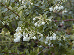 Gaultheria mucronata Prickly heath