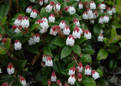 Gaultheria ovatifolia Mountain Checkerberry, Western teaberry