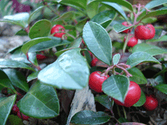 Gaultheria procumbens Checkerberry, Eastern teaberry, Teaberry, Creeping Wintergreen