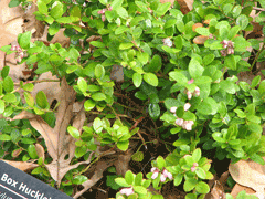 Gaylussacia brachycera Box Huckleberry