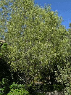 Geijera parviflora Australian Willow