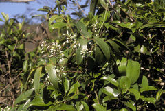 Geitonoplesium cymosum Scrambling Lily