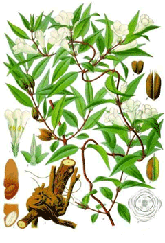Gelsemium sempervirens False Jasmine, Yellow Jessamine, Evening Trumpetflower, Carolina Jasmine